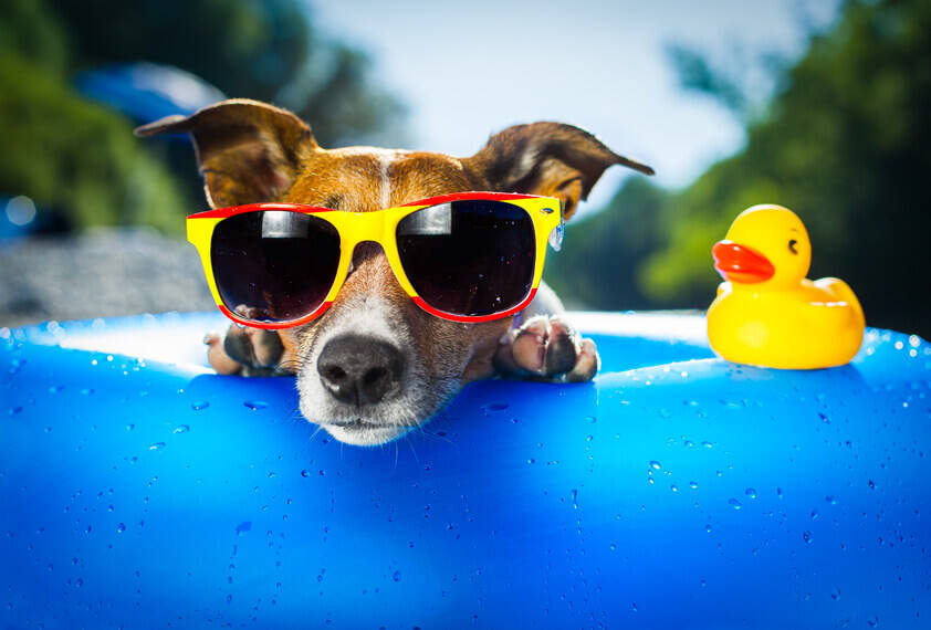 Hund auf Luftmatratze/ Wassermatratze